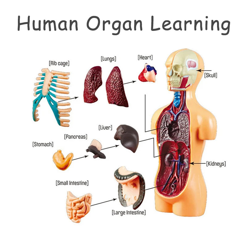 3D Human Body Torso Model - Educational Assembly Kit for Learning About Human Anatomy and Organ Systems for Children
