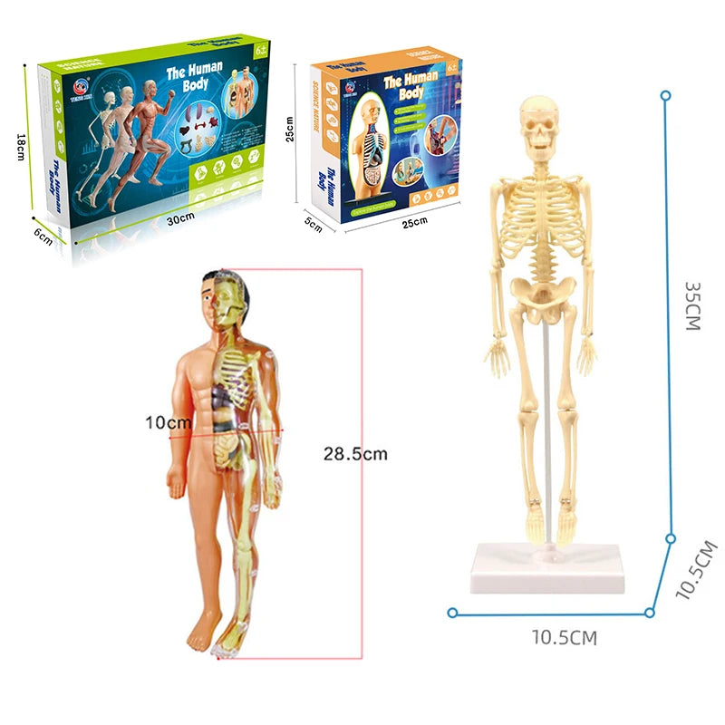 3D Human Body Torso Model - Educational Assembly Kit for Learning About Human Anatomy and Organ Systems for Children