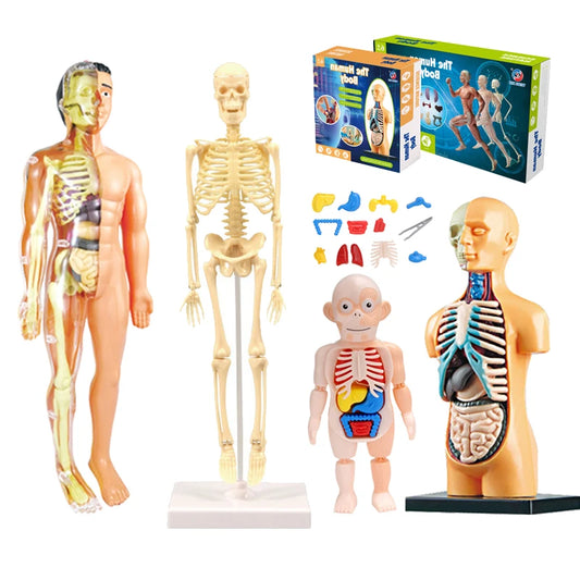 3D Human Body Torso Model - Educational Assembly Kit for Learning About Human Anatomy and Organ Systems for Children