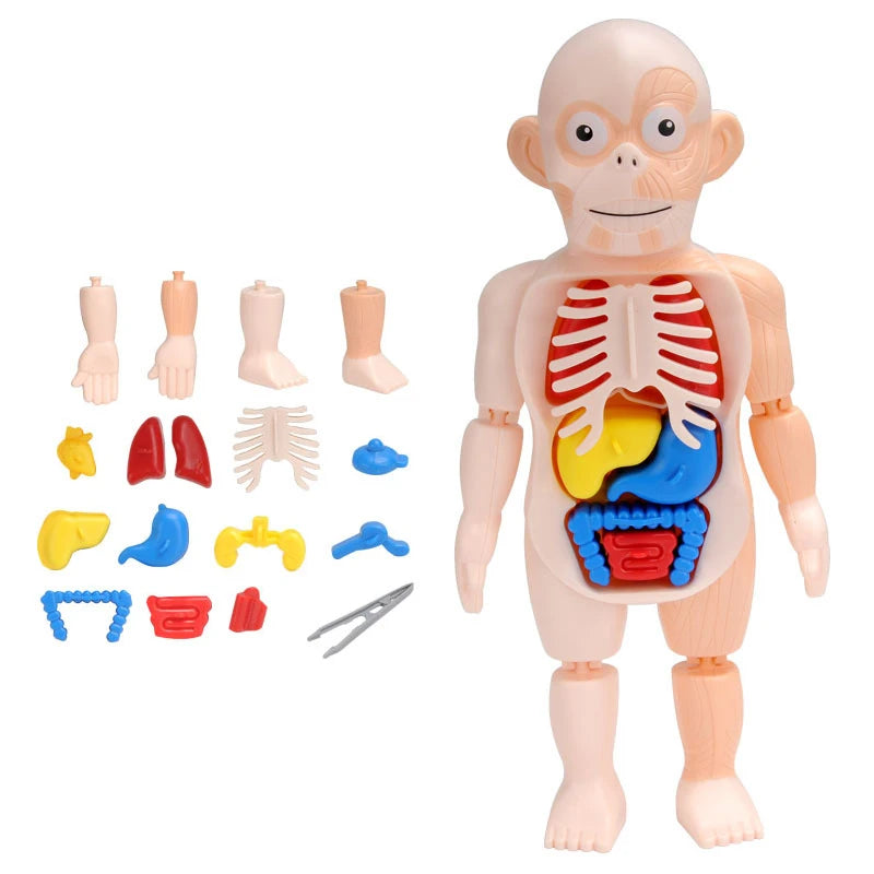3D Human Body Torso Model - Educational Assembly Kit for Learning About Human Anatomy and Organ Systems for Children