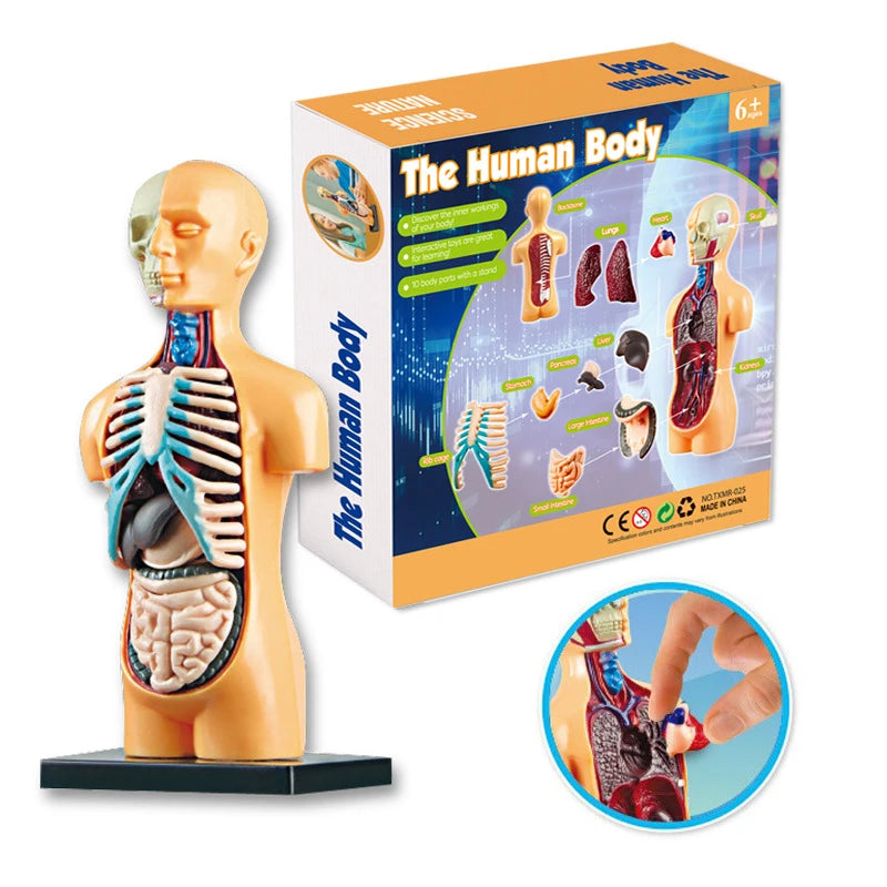 3D Human Body Torso Model - Educational Assembly Kit for Learning About Human Anatomy and Organ Systems for Children