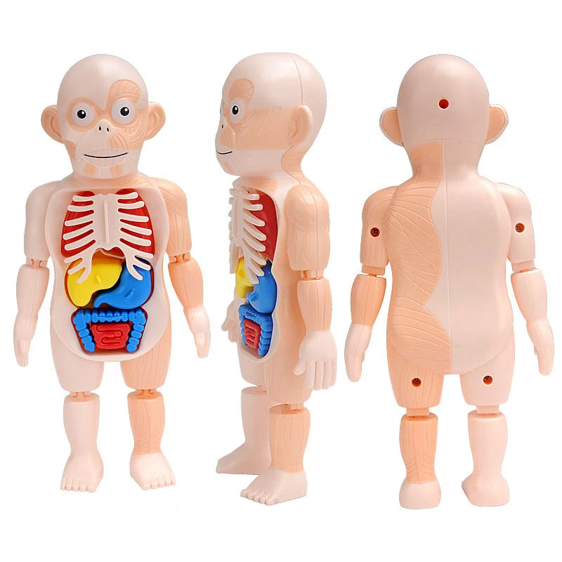 3D Human Body Torso Model - Educational Assembly Kit for Learning About Human Anatomy and Organ Systems for Children