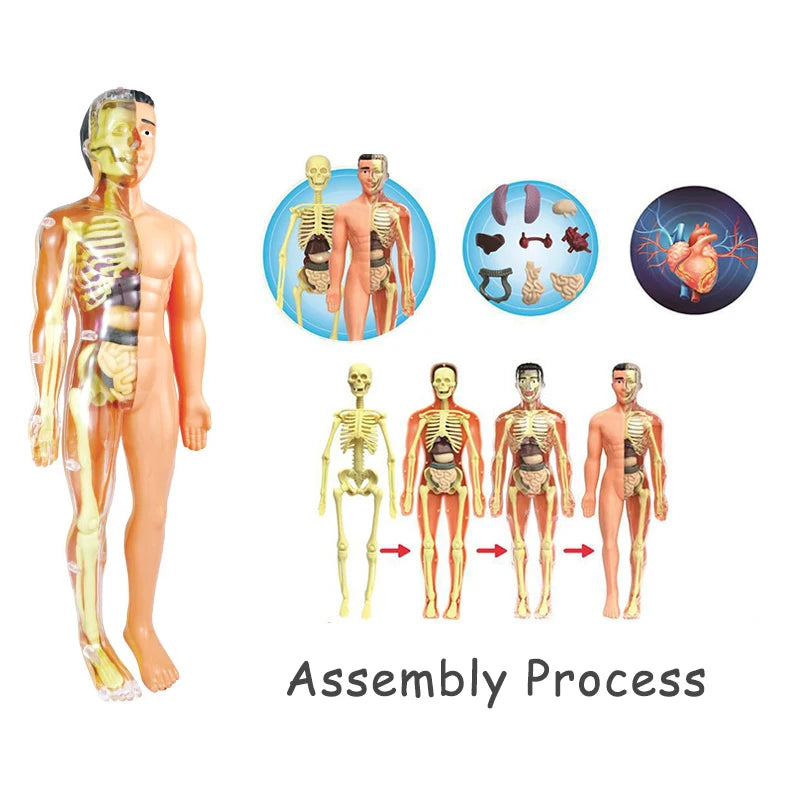 3D Human Body Torso Model - Educational Assembly Kit for Learning About Human Anatomy and Organ Systems for Children