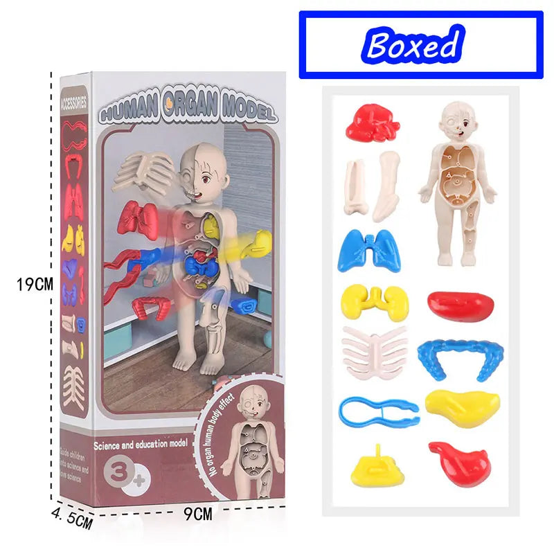 3D Human Body Torso Model - Educational Assembly Kit for Learning About Human Anatomy and Organ Systems for Children