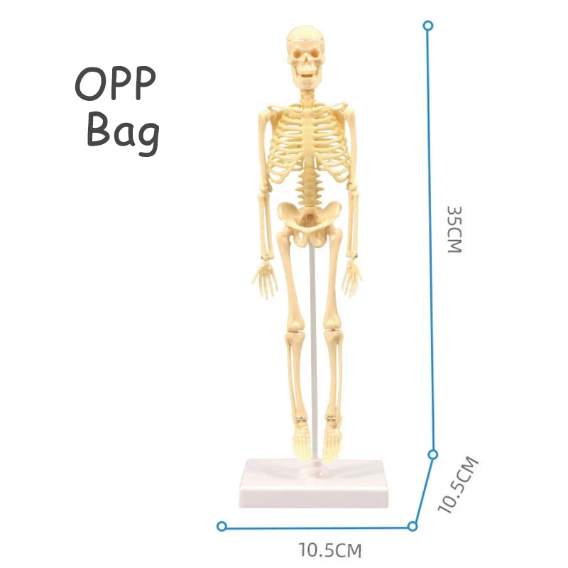 3D Human Body Torso Model - Educational Assembly Kit for Learning About Human Anatomy and Organ Systems for Children
