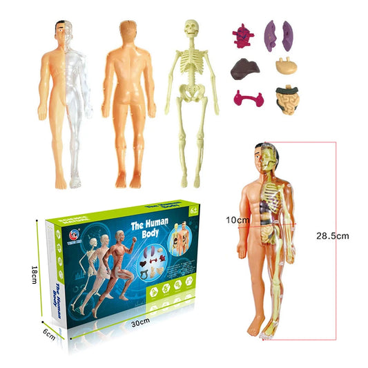 3D Human Body Torso Model - Educational Assembly Kit for Learning About Human Anatomy and Organ Systems for Children