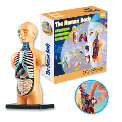 3D Human Body Torso Model - Educational Assembly Kit for Learning About Human Anatomy and Organ Systems for Children