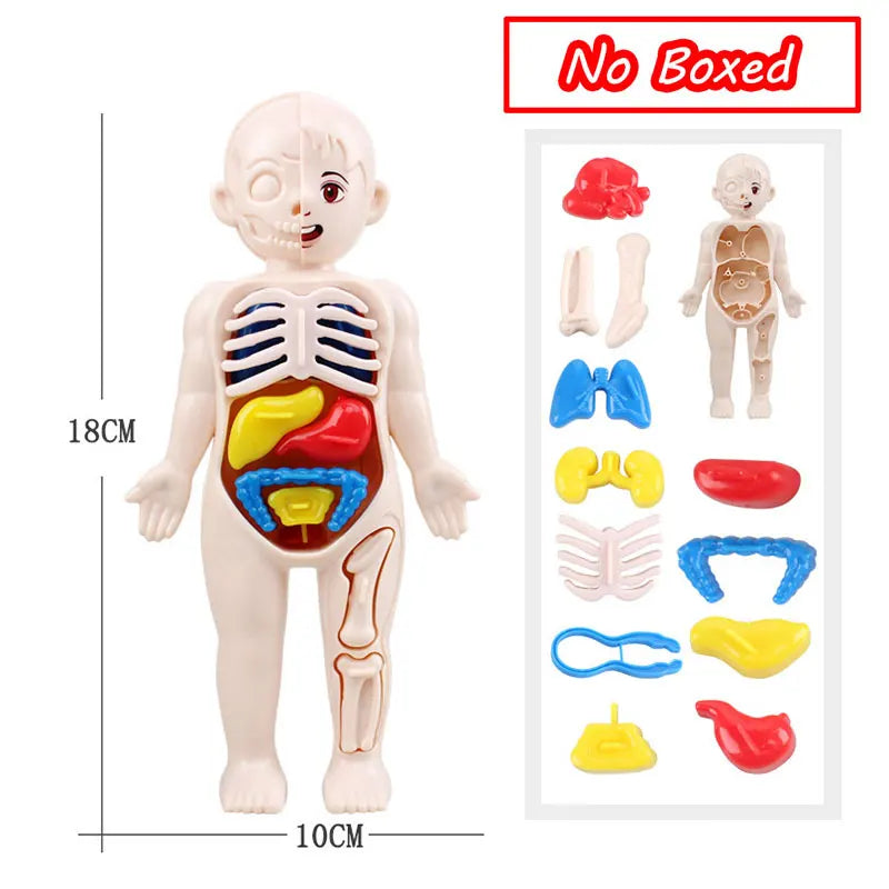 3D Human Body Torso Model - Educational Assembly Kit for Learning About Human Anatomy and Organ Systems for Children